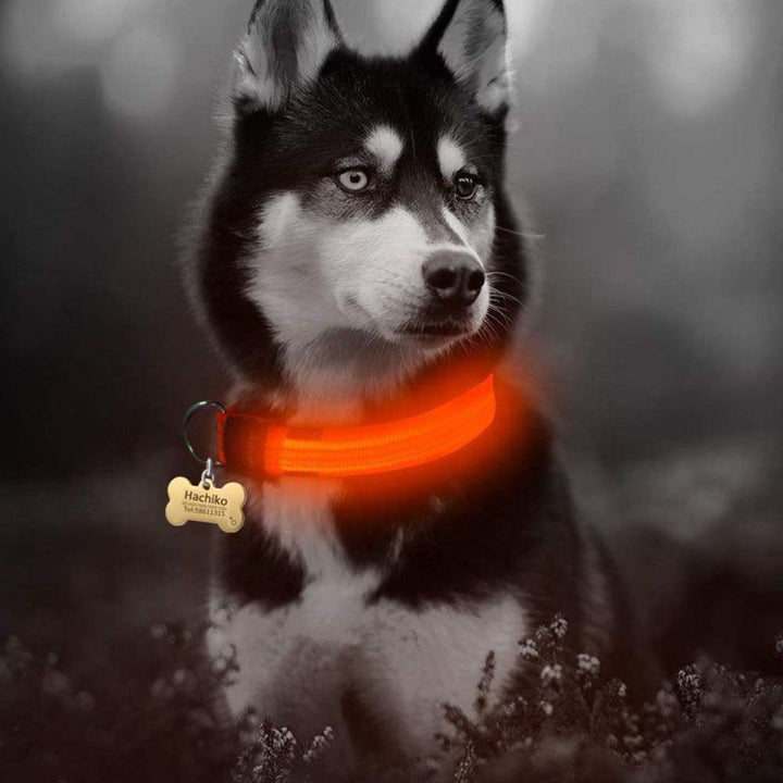 2 PCS Set Nylon LED Dog Collar - MAEZTOZO